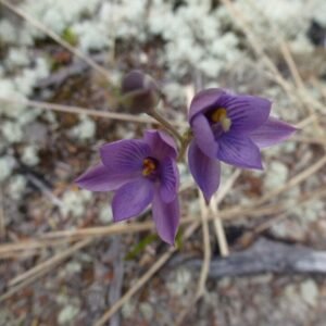 Purple Thelymitra dentata orchid with delicate petals and yellow accents.