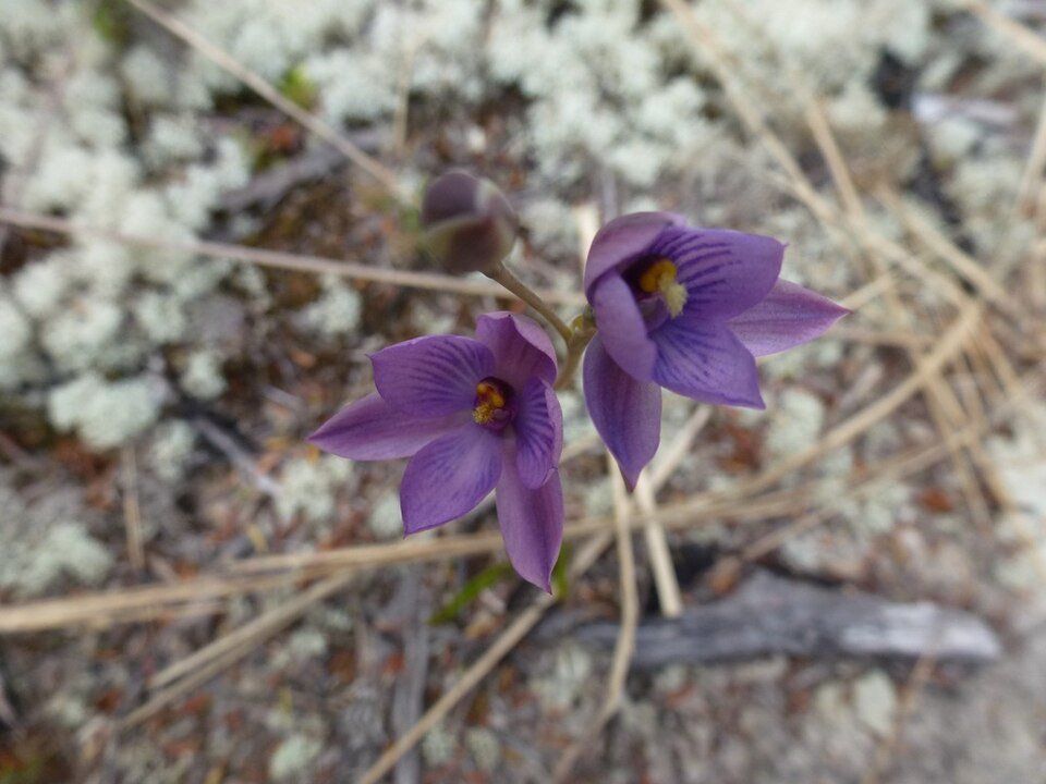Purple Thelymitra dentata orchid with delicate petals and yellow accents.