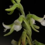 Prachtige close-up van paarse Thelyschista ghillanyi Cassio van den Berg bloem.