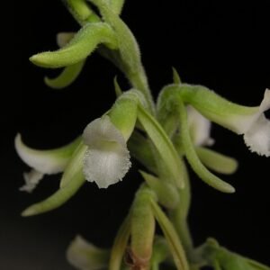 Prachtige close-up van paarse Thelyschista ghillanyi Cassio van den Berg bloem.