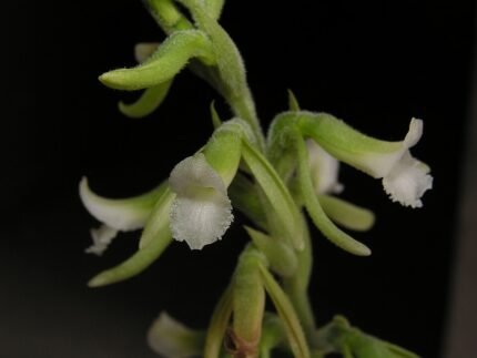 Prachtige close-up van paarse Thelyschista ghillanyi Cassio van den Berg bloem.