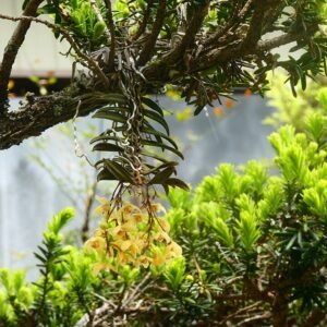 Pink Thrixspermum japonicum orchids in Aichi prefecture.