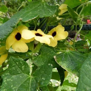 Bloeiende Thunbergia alata plant met oranje bloemen op kleigrond.