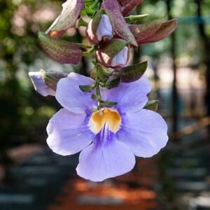 Purple Thunbergia laurifolia plant with dark green leaves on bright background.
