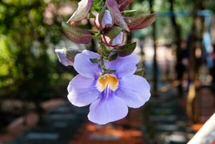Purple Thunbergia laurifolia plant with dark green leaves on bright background.