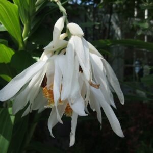 Delicate witte Thunia orchidee bloem met groene bladeren.
