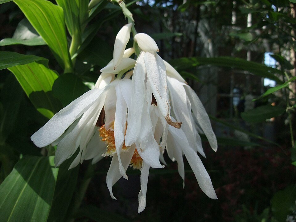 Delicate witte Thunia orchidee bloem met groene bladeren.
