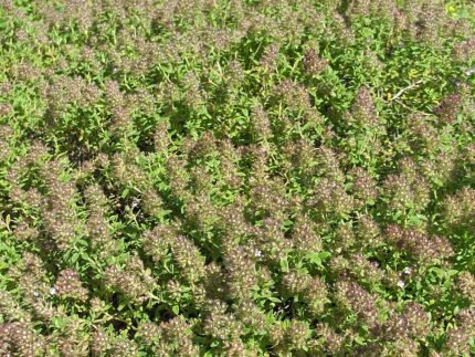 Kruiptijm plant met kleine groene bladeren en paarse bloemen op kalkrijke grond.