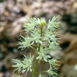 Tiarella cordifolia met witte bloemen en hartvormige bladeren in Bird Park.