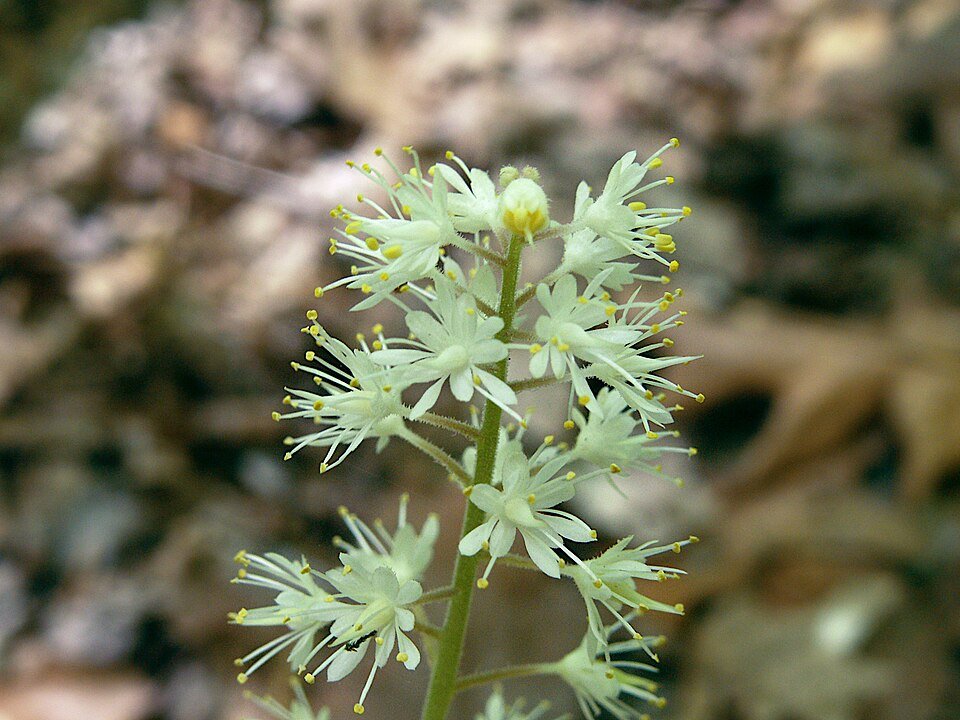 Tiarella cordifolia met witte bloemen en hartvormige bladeren in Bird Park.