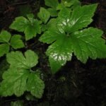 Tiarella trifoliata plant met witte bloemen en groene bladeren.
