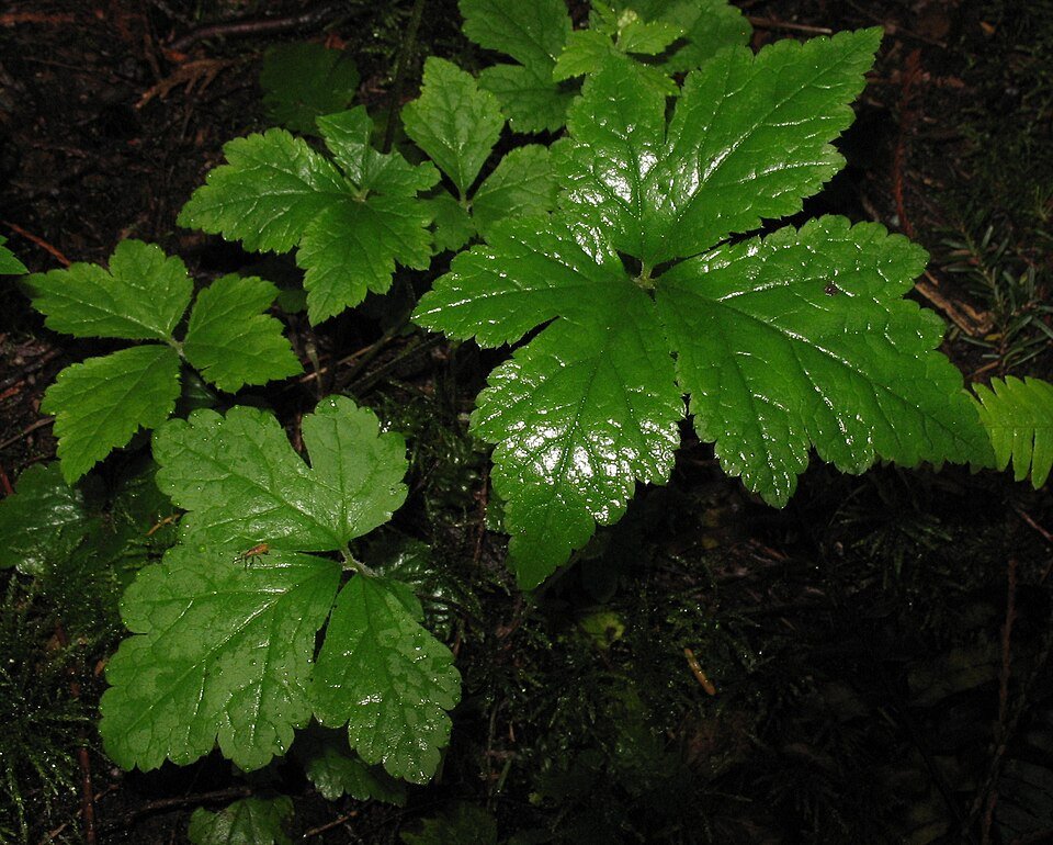 Tiarella trifoliata plant met witte bloemen en groene bladeren.