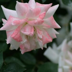 Miniatuurroos in pot met bloeiende roze bloemen.