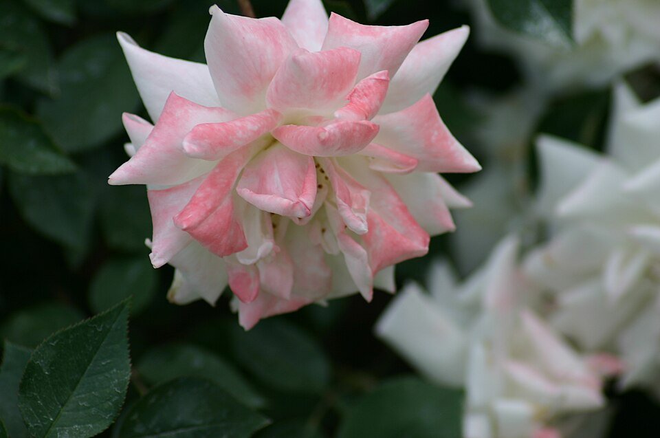 Miniatuurroos in pot met bloeiende roze bloemen.