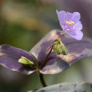 Bloeiende paarse Tinantia pringlei plant met groene bladeren en bloemen.
