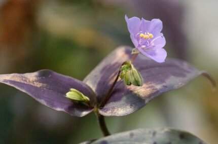 Bloeiende paarse Tinantia pringlei plant met groene bladeren en bloemen.