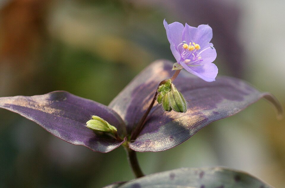 Bloeiende paarse Tinantia pringlei plant met groene bladeren en bloemen.