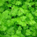 Tolmiea menziesii plant with green leaves and delicate stems.