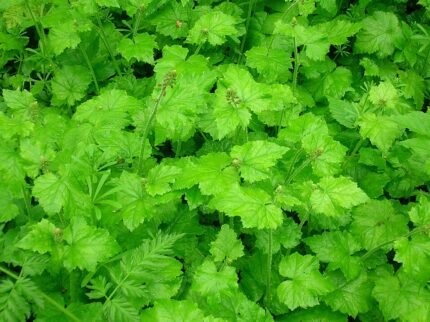 Tolmiea menziesii plant with green leaves and delicate stems.