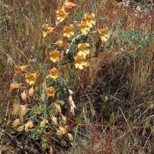 Bloeiende Tropaeolum incisum plant met groen blad en oranje bloemen.
