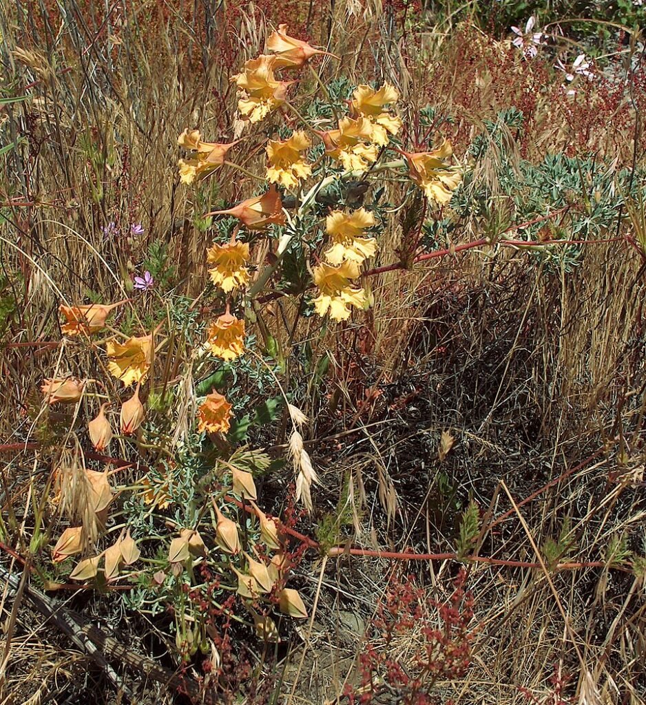 Bloeiende Tropaeolum incisum plant met groen blad en oranje bloemen.