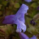 Torenia fournieri bloemen in wit en paars.