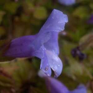Torenia fournieri bloemen in wit en paars.