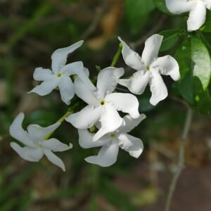 Bloeiende Trachelospermum jasminoides plant met witte bloem en groen blad.