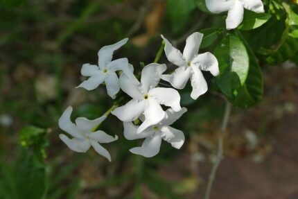 Bloeiende Trachelospermum jasminoides plant met witte bloem en groen blad.