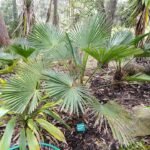 Trachycarpus wagnerianus palmboom in tropische tuin.