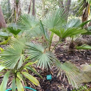 Trachycarpus wagnerianus palmboom in tropische tuin.