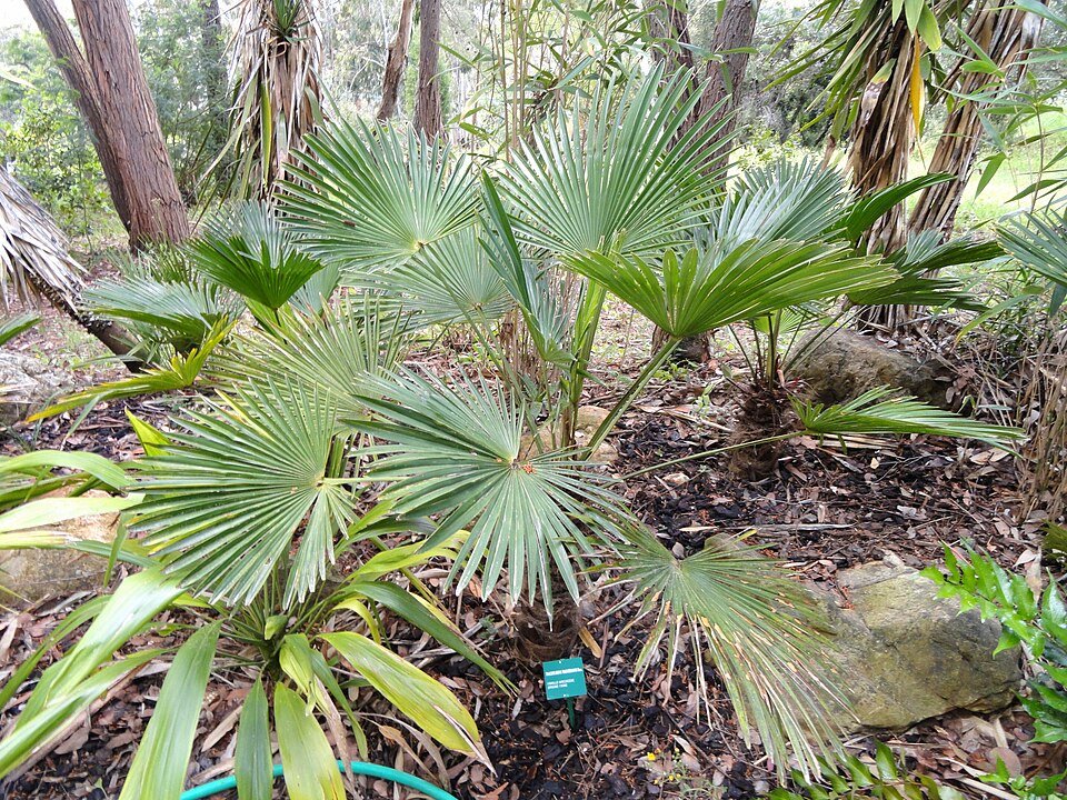 Trachycarpus wagnerianus palmboom in tropische tuin.