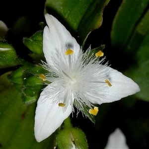 Tradescantia fluminensis bloem op bladeren met duidelijke witte strepen.