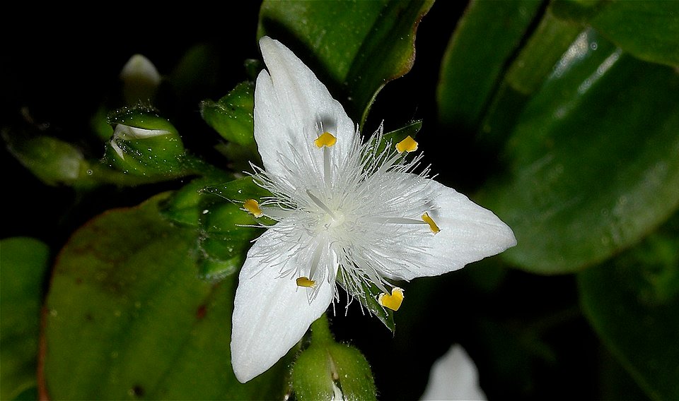 Tradescantia fluminensis bloem op bladeren met duidelijke witte strepen.