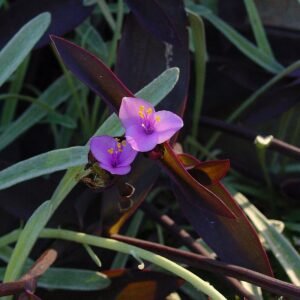 Tradescantia pallida plant met paarse bladeren op witte achtergrond.