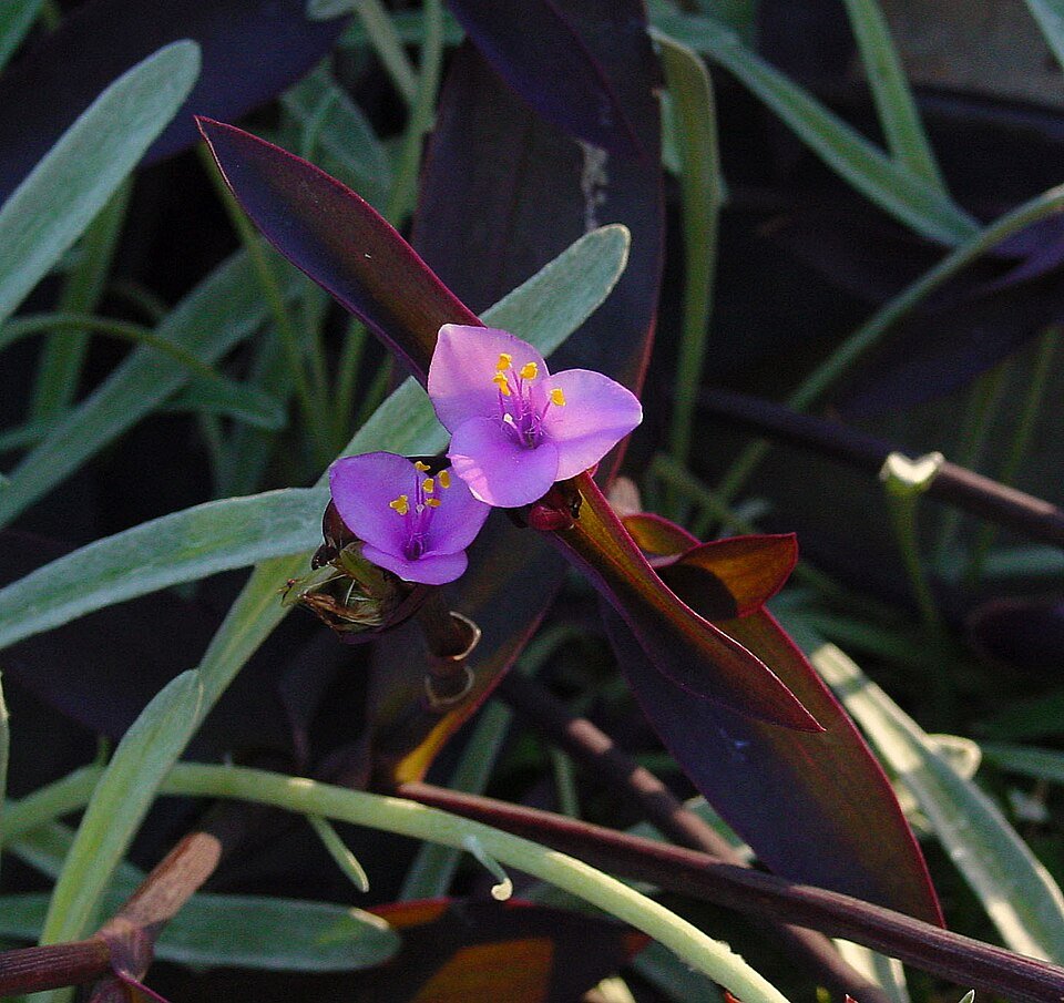 Tradescantia pallida plant met paarse bladeren op witte achtergrond.