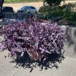 Tradescantia zebrina plant met paarse en groene bladeren.