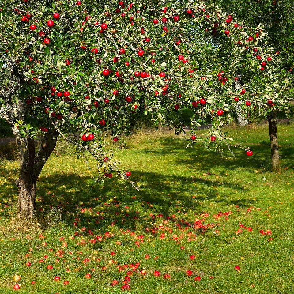 Rode appels aan boom met kleigrond in Barkedal.