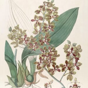 Trichocentrum microchilum orchidee met gele bloemen en groene bladeren.