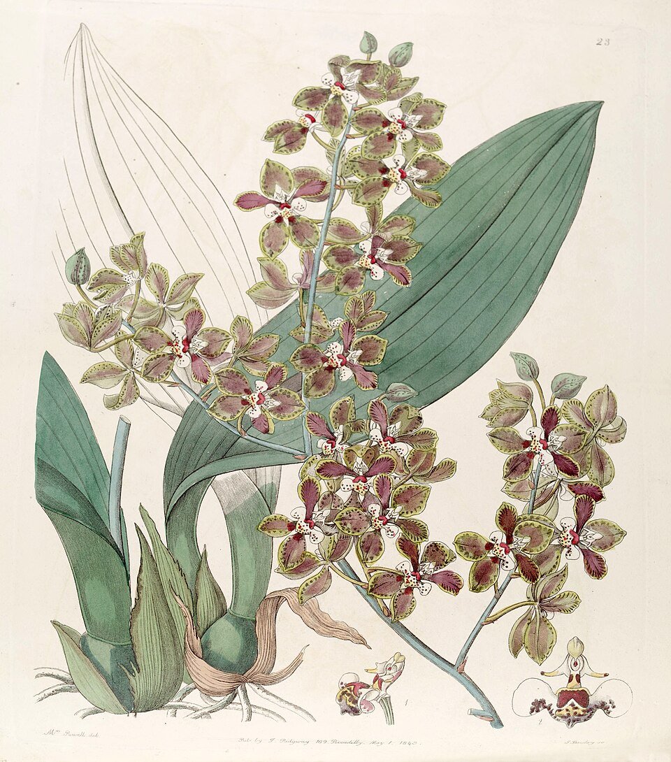 Trichocentrum microchilum orchidee met gele bloemen en groene bladeren.