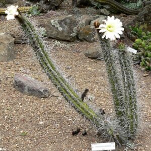 Trichocereus chalaensis cactus met lange groene stekels en witte bloemen in bloei.