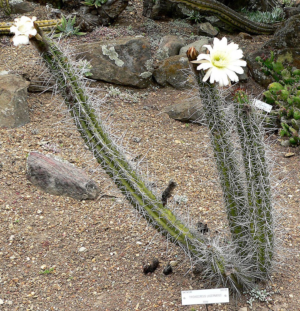 Trichocereus chalaensis cactus met lange groene stekels en witte bloemen in bloei.