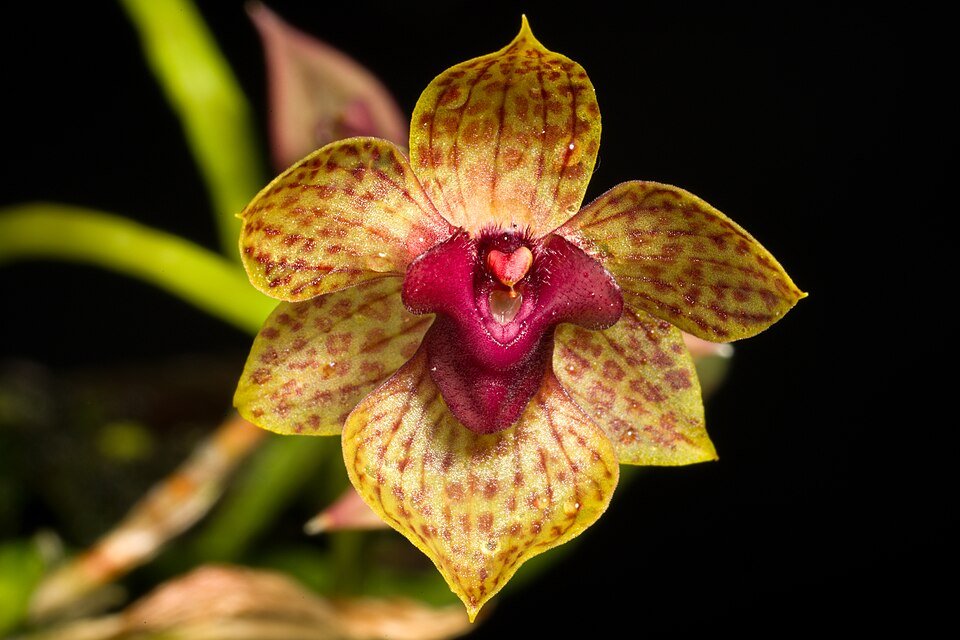 Paarse Trichoceros orchidee met delicate bloemblaadjes en groene bladeren.