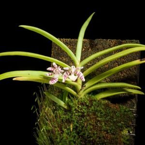 Kleinbloemige Trichoglottis pusilla orchidee met witte en paarse bloemblaadjes.