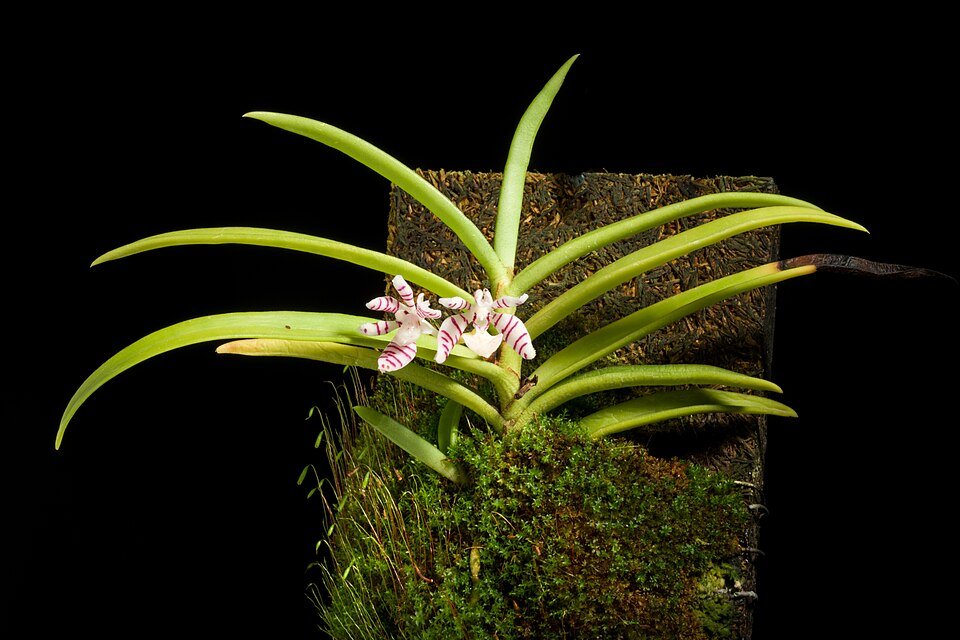 Kleinbloemige Trichoglottis pusilla orchidee met witte en paarse bloemblaadjes.