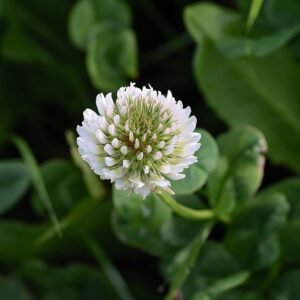Witte klaver bloem met bolvormige witte bloemen en groen blad.