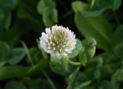 Witte klaver bloem met bolvormige witte bloemen en groen blad.