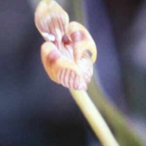 Trigonidium acuminatum orchidee in rood en geel, omringd door groene bladeren.