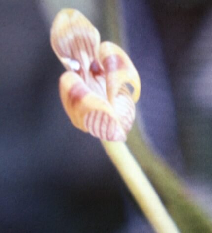 Trigonidium acuminatum orchidee in rood en geel, omringd door groene bladeren.