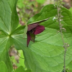 Bloeiende Trillium erectum in bosrijke omgeving met groene bladeren.